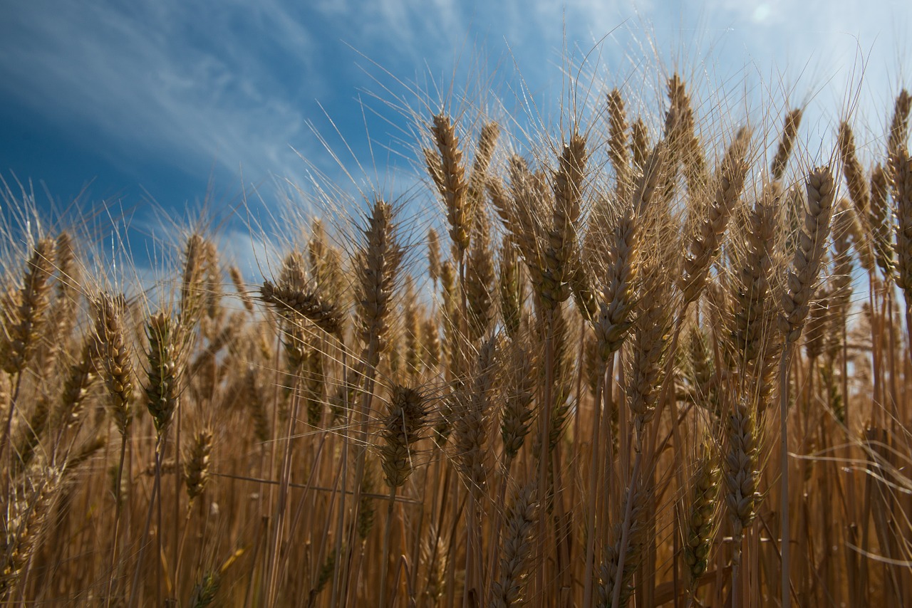 wheat-846728_1280